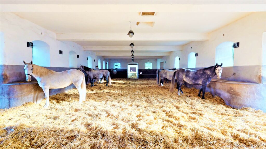 Národní hřebčín Kladruby nad Labem